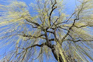 Central Europe Botanical Images Drucke: Weeping willow (Salix) with leaf growth in spring