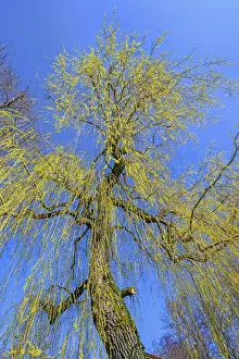 German Federal Republic Flora Drucke: Weeping willow (Salix) in March