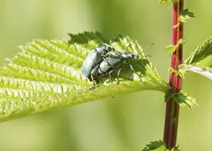 Insect Pest Control Images Drucke: Weevil green breeding on a leaf closeup