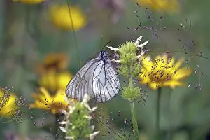 European Butterfly Drucke: Weissling tree