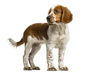 Purebred Hunting Dog Drucke: Welsh Springer Spaniel standing in front of a white background