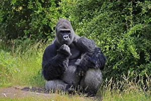 Drucke von Westlicher Gorilla (Gorilla gorilla), erwachsener, männlich, Silberbärtiger, sitzt auf dem Boden Säugetiere Drucke: Westgorilla (Gorilla gorilla)