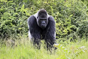 Westlicher Gorilla (Gorilla gorilla)