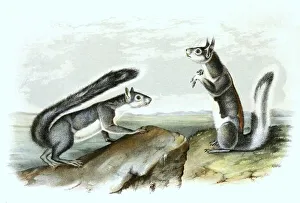 Historic Wildlife Illustration Drucke: Western grey squirrel (Sciurus griseus)