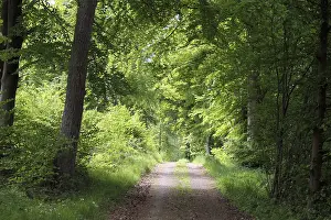 German Forest Scenery Drucke: Westerwald forest trail