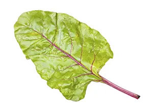 Studio Shot Of Plant Drucke: Wet beet top isolated on white backgrounds