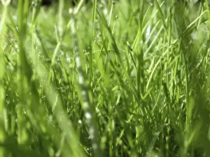 Wet Grass Landscape Drucke: Wet grass