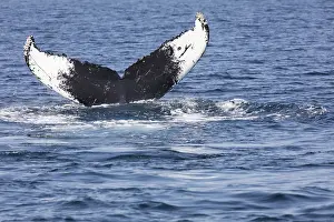 North America Sea Creatures Drucke: Whale in Provincetown, Cape Cod
