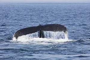 Wild Animal Images USA Drucke: Whale in Provincetown, Cape Cod