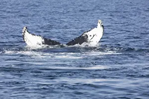 North America Sea Creatures Drucke: Whale in Provincetown, Cape Cod