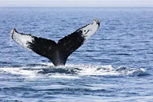 US American Wildlife Fauna Drucke: Whale in Provincetown, Cape Cod