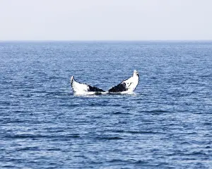 Marine Mammal Images Drucke: Whale in Provincetown, Cape Cod