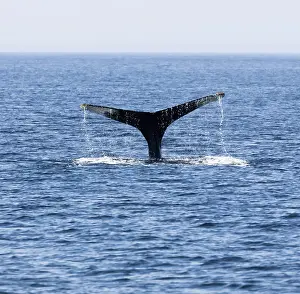 North America Sea Creatures Drucke: Whale in Provincetown, Cape Cod