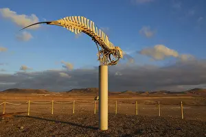 Whale Skeleton Drucke: Whale skeleton, concrete column