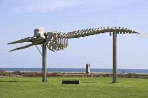 Drucke von Das Skelett eines angeschwemmten Spermwhales (Physeter macrocephalus, syn. Physeter catodon), Fuerteventura, Spanien, Morro Jable, Jandia Playa, Pajara Physeteridae Drucke: Skelett eines angeschwemmten Spermwals (Physeter macrocephalus).