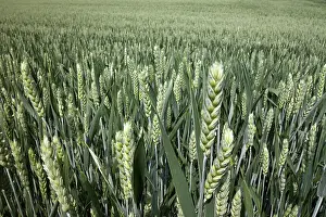 Cereal Cultivation Drucke: Wheat