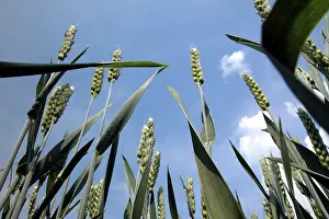 Cereal Field Pictures Drucke: Wheat