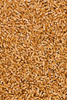 Cereal Grain Images Drucke: Wheat