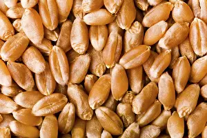 Bread Nutrition Facts Drucke: Wheat