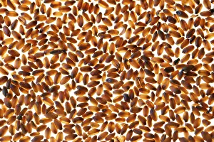 Wheat Grain Drucke: Wheat