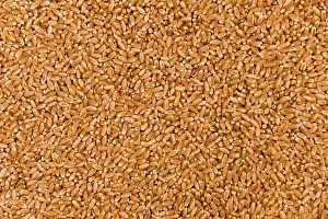 Wholemeal Bread Drucke: Wheat
