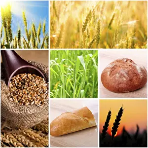 Pastry And Bakery Products Drucke: Wheat and bread concept for design