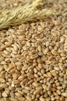 Corn Nutrition Drucke: Wheat corn