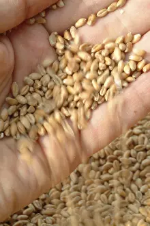 Winter Wheat Cereal Drucke: Wheat corn