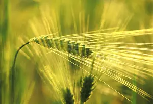Wheat Ear Close Up Drucke: Wheat ear