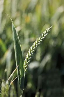 Uninhabited Farm Land Drucke: Wheat ear (Triticum)
