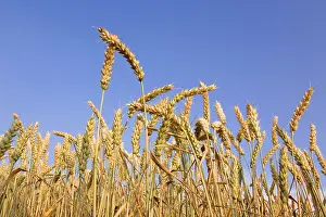 Agricultural Farming Practices Drucke: Wheat ears