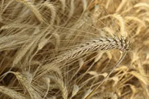 Agricultural Product Photography Drucke: Wheat ears in a corn field