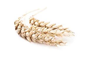 White Background Wheat Drucke: Few wheat ears isolated on white background