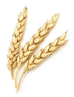 Wheat Ears Isolated Drucke: Wheat ears isolated on white background