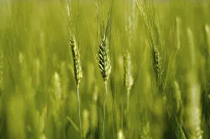 Uninhabited Agricultural Land Drucke: Wheat on the Field