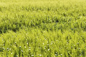 Wheat Field Landscape Drucke: Wheat Field