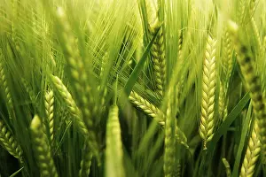 Wheat Field Photography Drucke: Wheat field