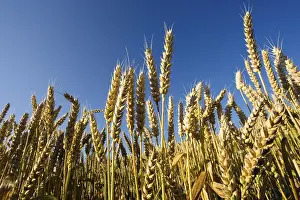 Cereal Cultivation Drucke: Wheat field