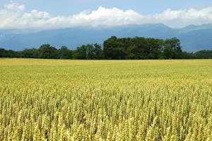 Grain Field Landscape Drucke: Wheat field