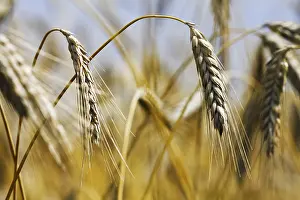 Deserted Farmland Landscape Drucke: Wheat field