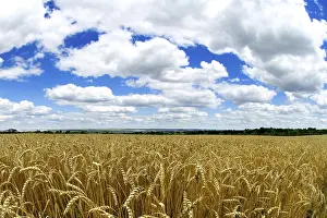 Deserted Farmland Landscape Drucke: Wheat field
