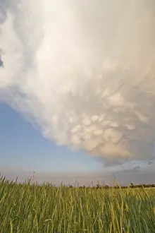 Agricultural Land Use Drucke: Wheat field with atmospheric clouds
