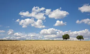Deciduous Tree Landscape Shot Drucke: Wheat field with blue sky and few clouds