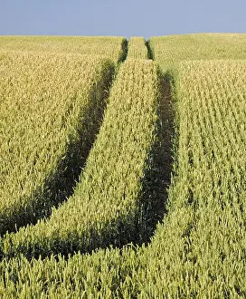 Agricultural Landscape Photo Drucke: Wheat field, field, fields, summer