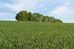Wheat Field Germany Drucke: Wheat field and a grove, Thuringia, Germany