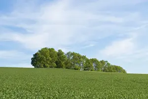 Wheat Field Germany Drucke: Wheat field and a grove, Thuringia, Germany
