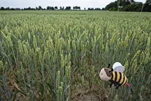 Wheat Field In Germany Drucke: Wheat field, only soff bees live here