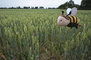 Deserted Wheat Field Drucke: Wheat field, only soff bees live here