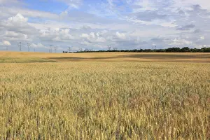 Cereal Cultivation Landscape Drucke: Wheat field in summer