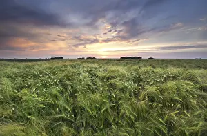 Deserted Farmland Landscape Drucke: Wheat field at summer sunset